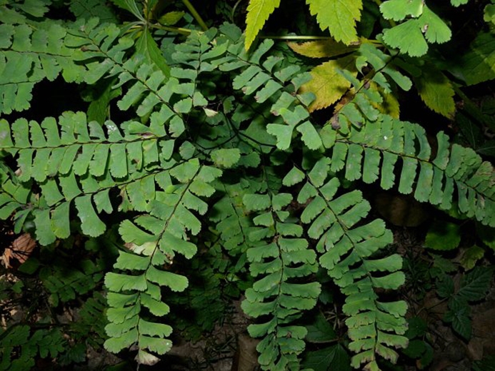 WAPMaidenhairFern-JH.jpg