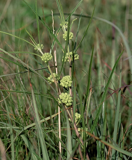 NarrowleavedGreenMilkweed-GT.jpg