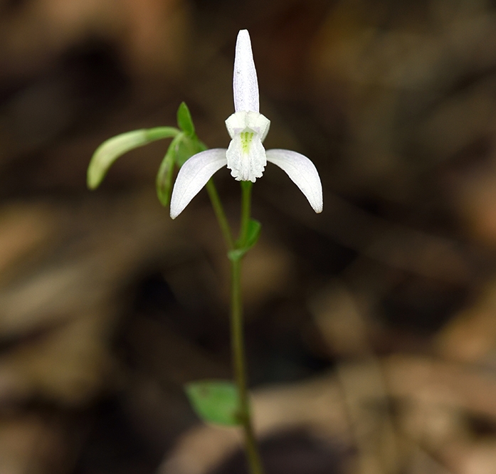 WAPNoddingPogonia-LM.JPG