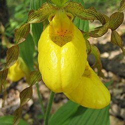 large yellow lady's slipper orchid