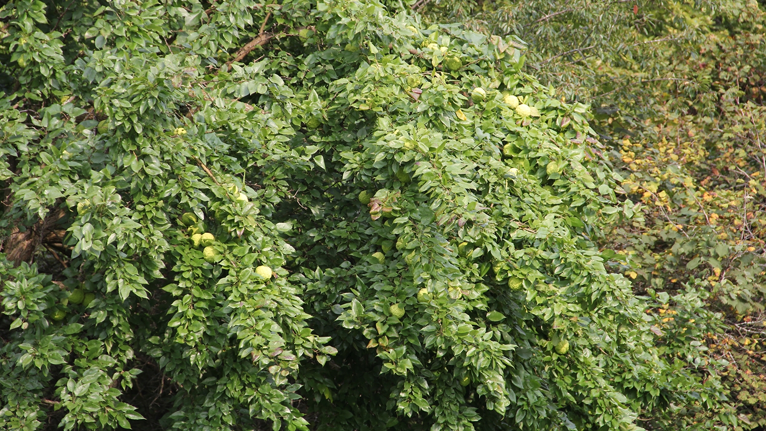 Osage orange tree