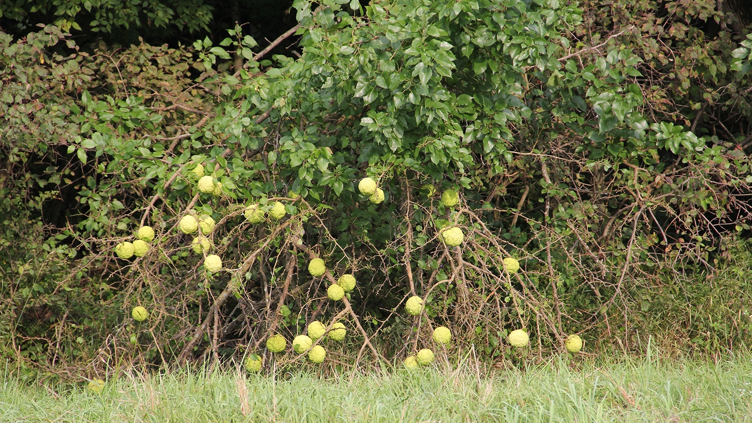 Osage orange tree and fruits
