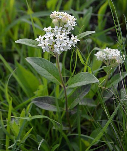 WAPOvalMilkweed-CDB.JPG