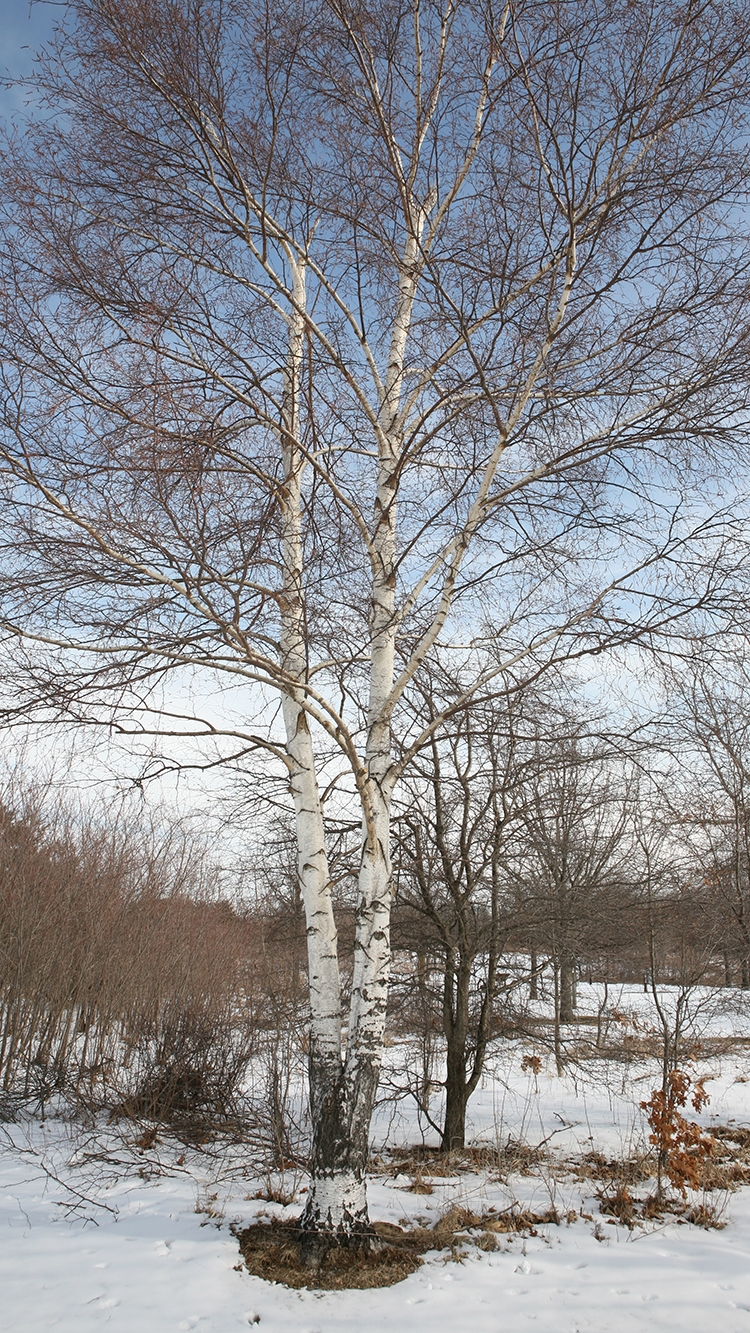 paper birch tree