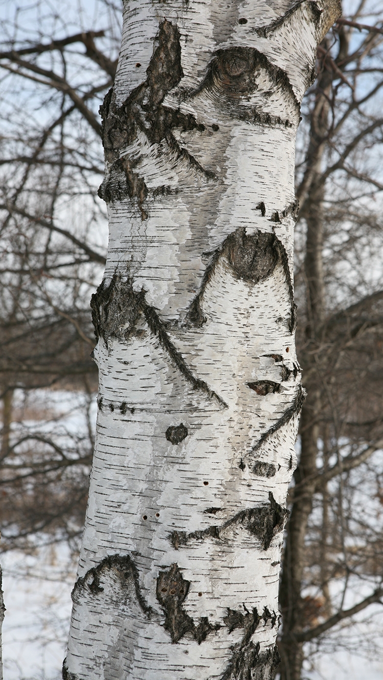 paper birch tree trunk