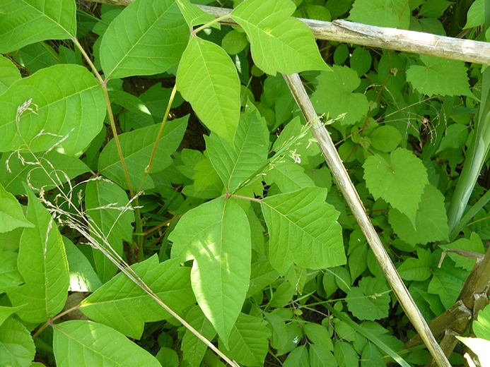 poison ivy