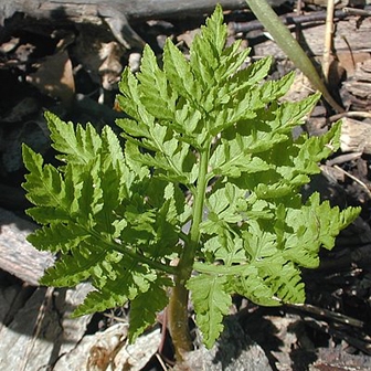 WAPRattlesnakeFern1-JH.jpg