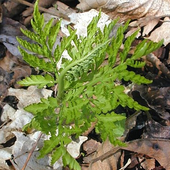 WAPRattlesnakeFern2-JH.jpg