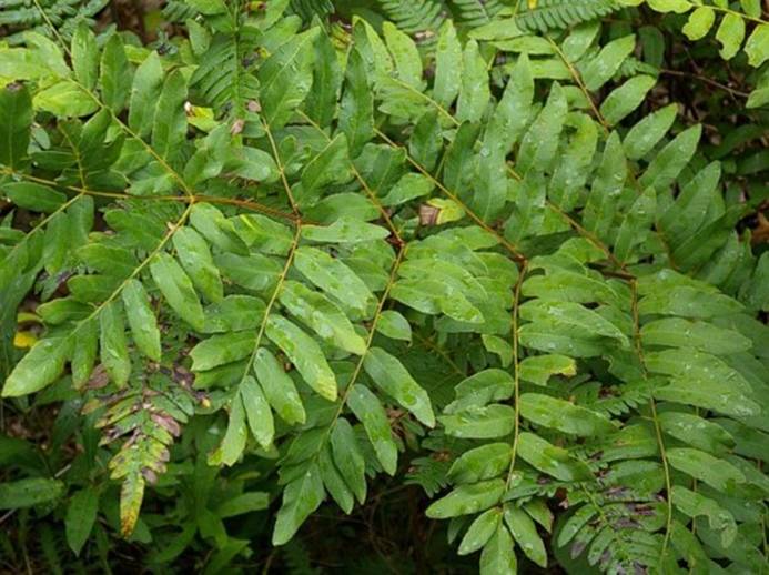 WAPRoyalFern-JH.jpg