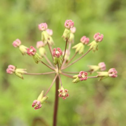 WAPSandMilkweed.jpg