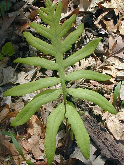 WAPSensitiveFern-JH.jpg