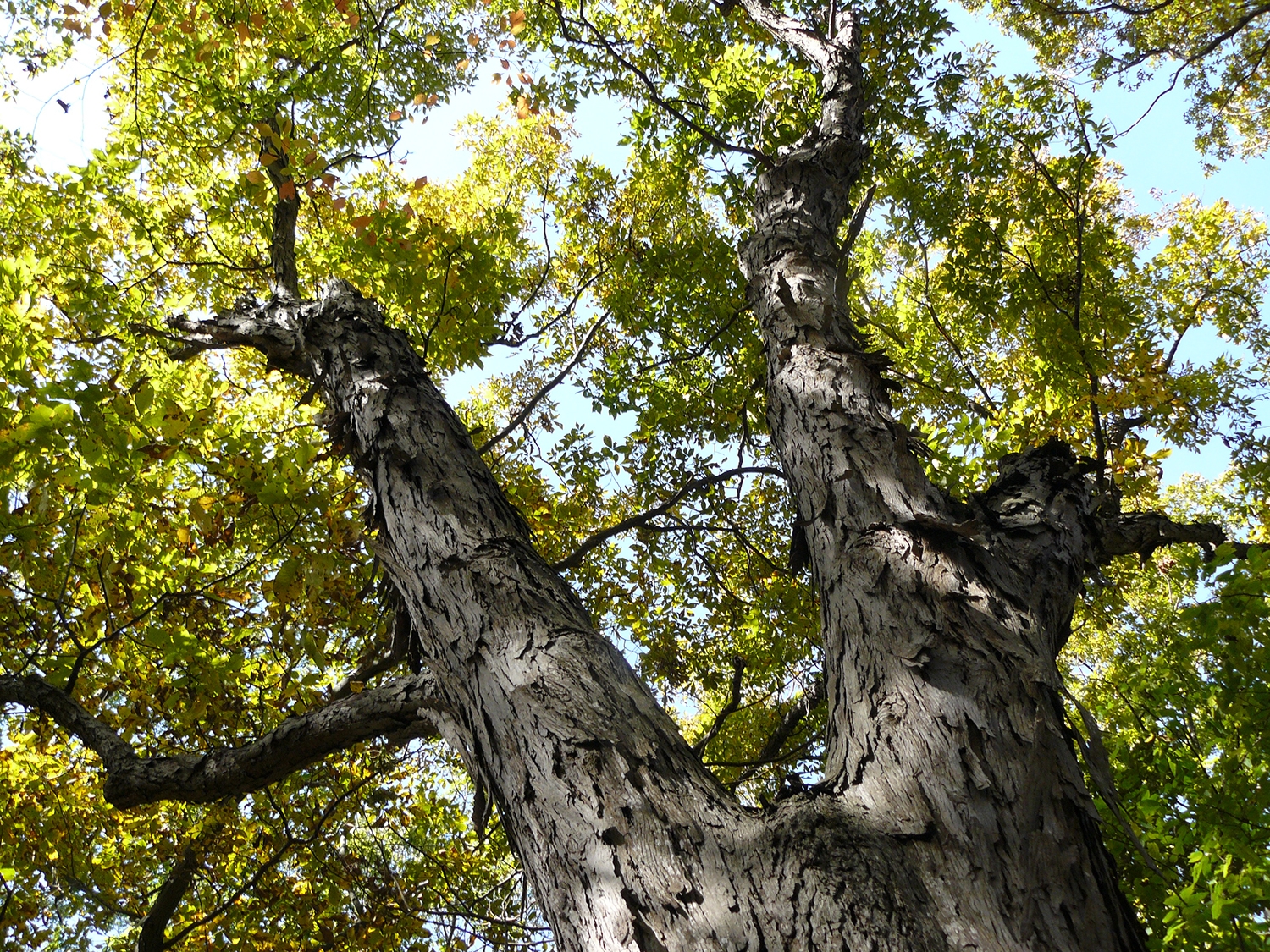 shagbark hickory