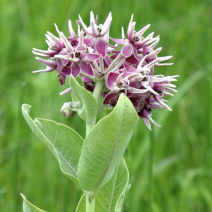 WAPShowyMilkweed-GT.jpg