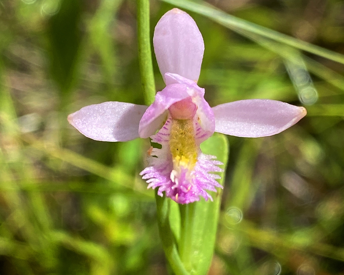 snake-mouth orchid