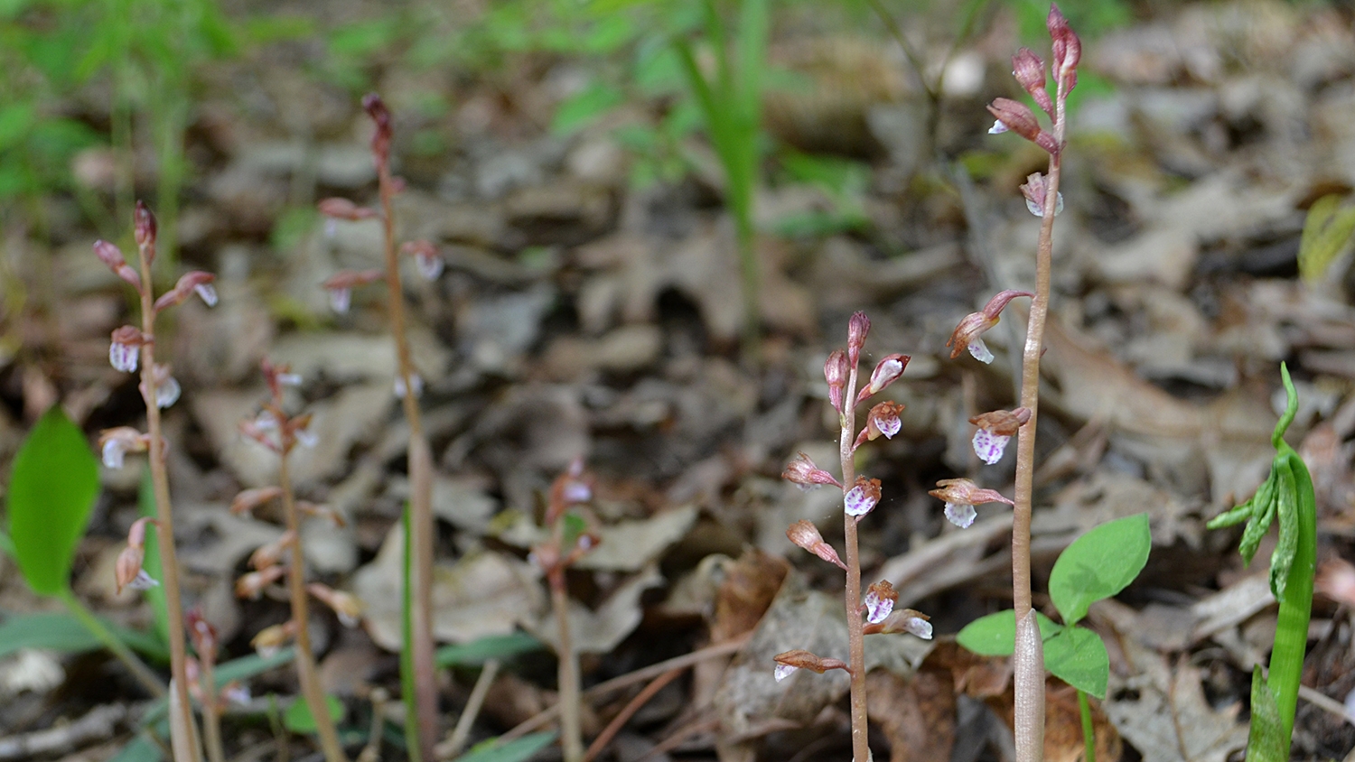 spring coral-root orchid