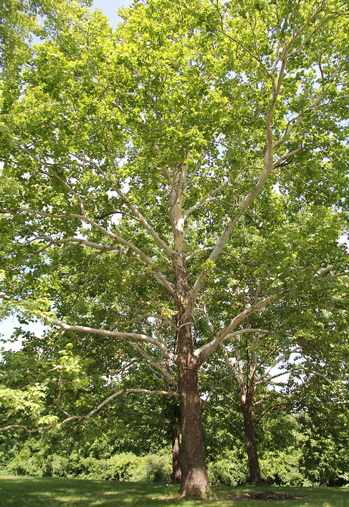 WAPSycamore.JPG