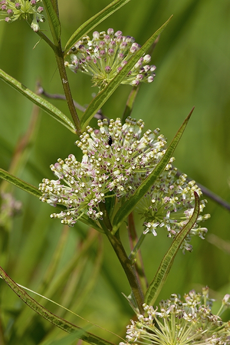 WAPTallGreenMilkweed-GT.jpg