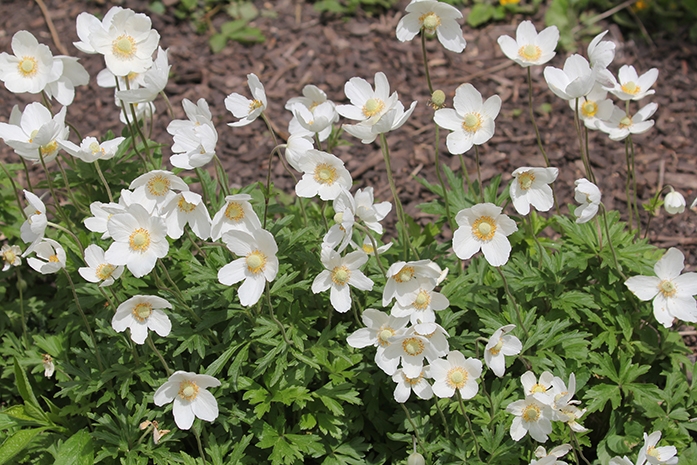 thimbleweed