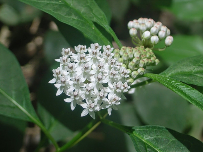 WAPWhiteSwampMilkweed-CDB.jpg