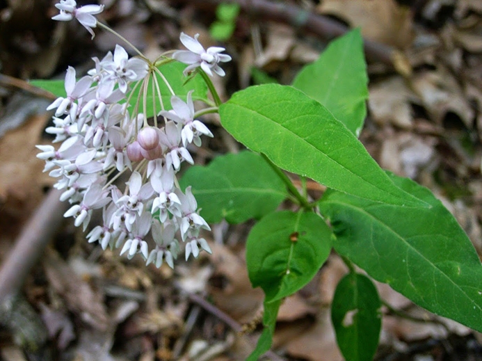 WAPWhorledMilkweed-CDB.JPG