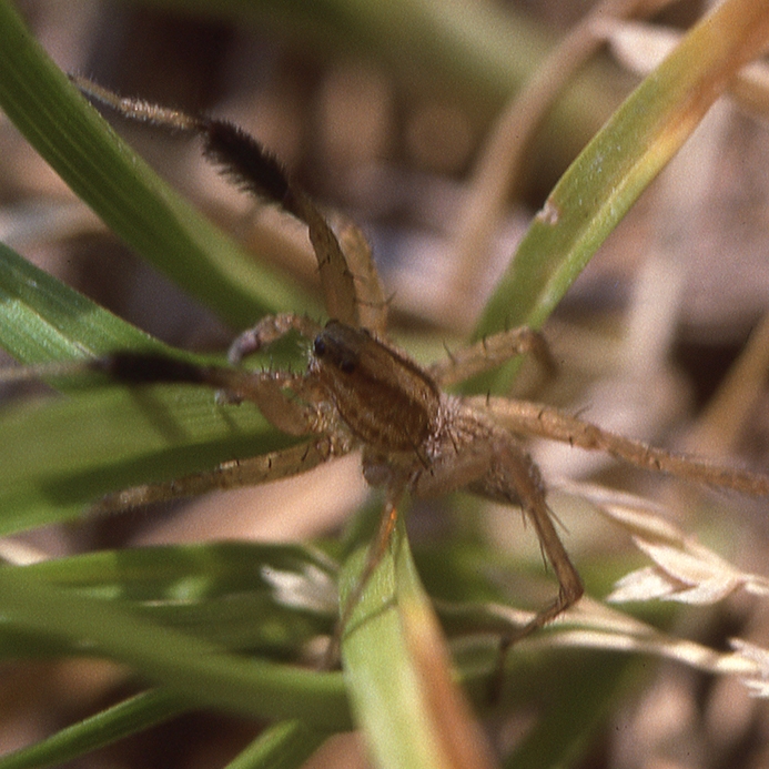 WAPWolfSpiderSBMale-HG.jpg