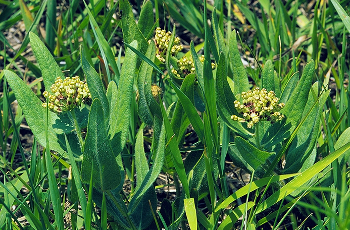 WAPWoolyMilkweed-GT.jpg