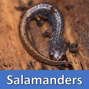 Salamander Button