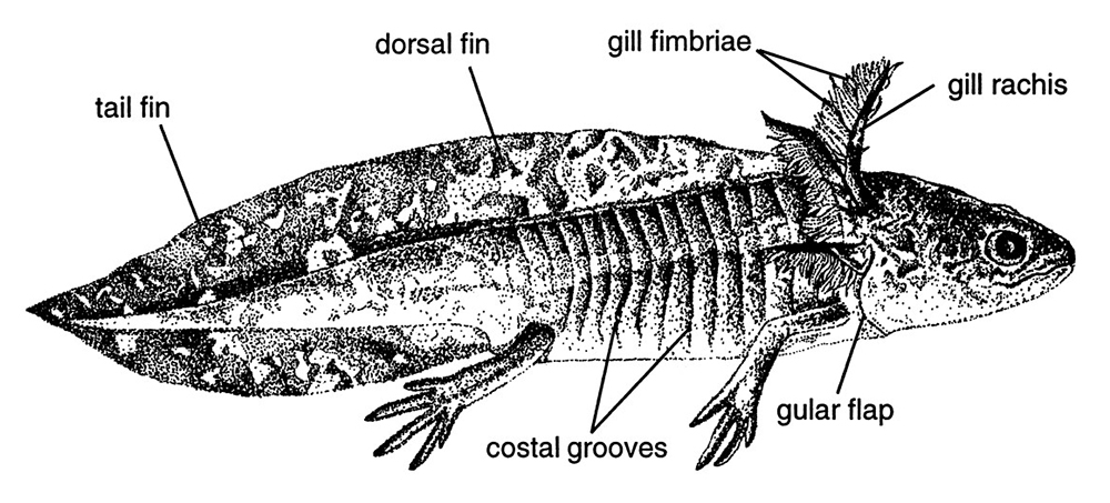 salamander anatomy