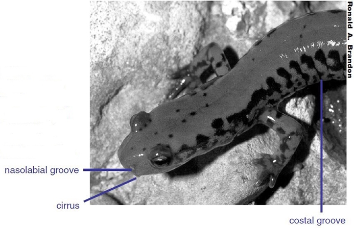 salamander body
