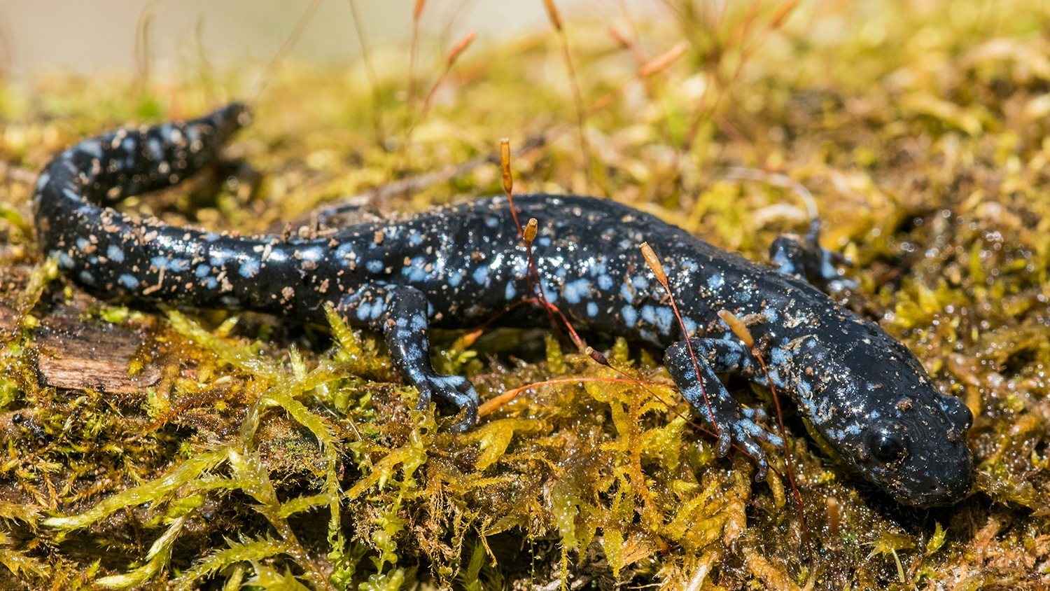 blue-spotted salamander (Ambystoma laterale)