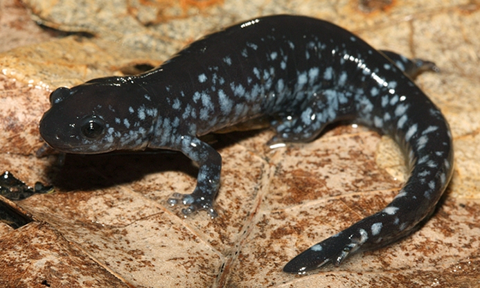 blue-spotted salamander