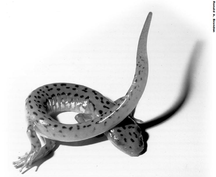 cave salamander defensive posture