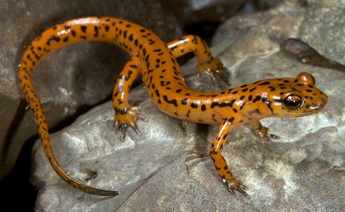 WASCaveSalamander-SB.jpg