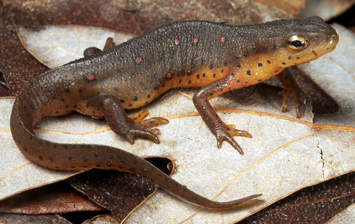 WASEasternNewt-TP