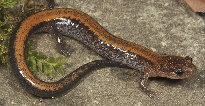 WASEasternRedbackedSalamander-RAB.jpg