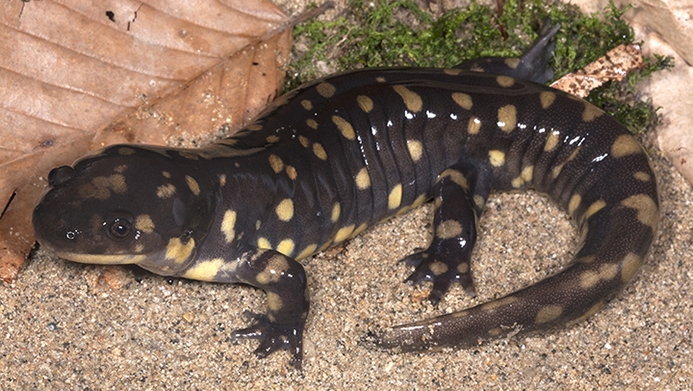 eastern tiger salamander (Ambystoma tigrinum) Photo © Dr. Todd Pierson