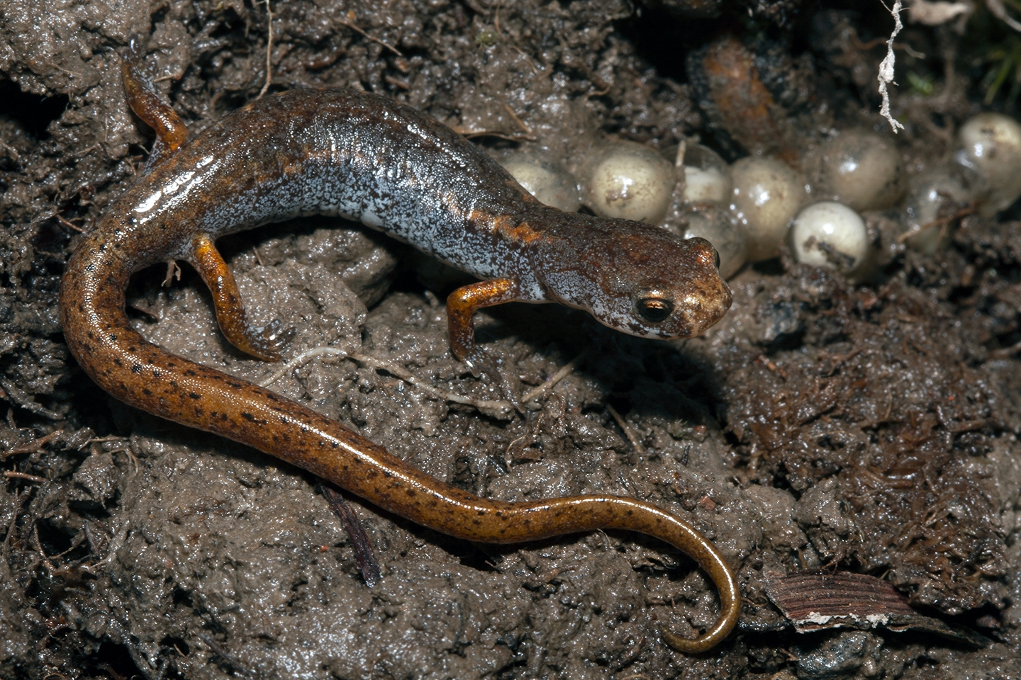 salamander eggs