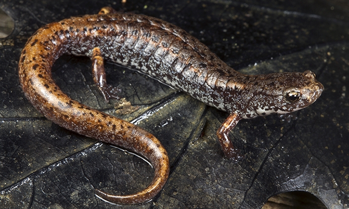 WASFourtoedSalamander.JPG