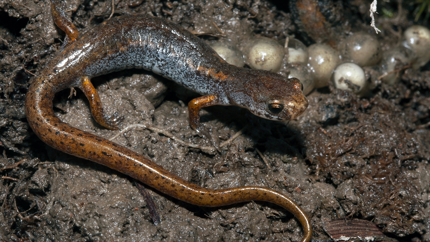 four-toed salamander with eggs