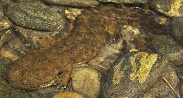 hellbender
