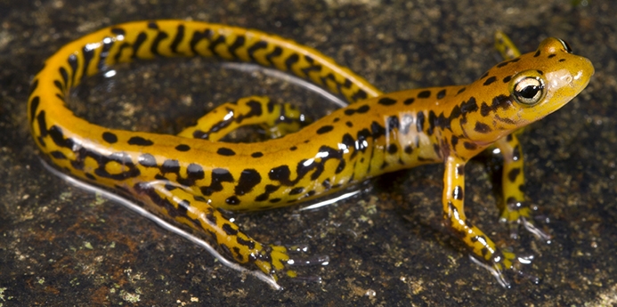 WASLongtailedSalamander.jpg