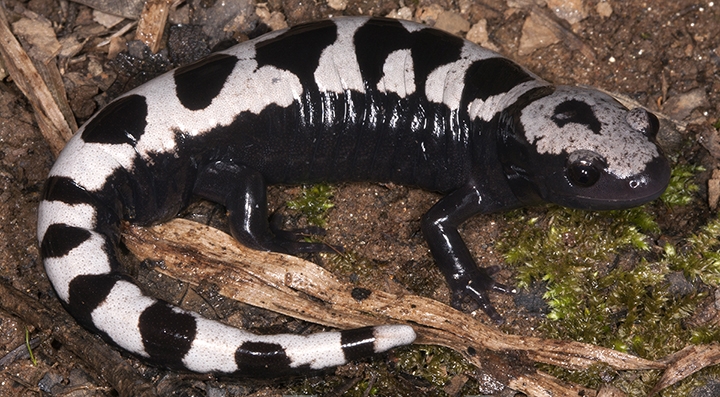 WASMarbledSalamander-RAB.jpg