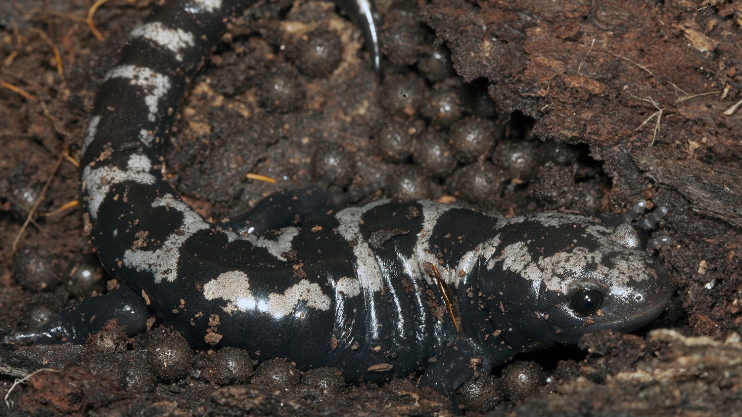 marbled salamander with eggs