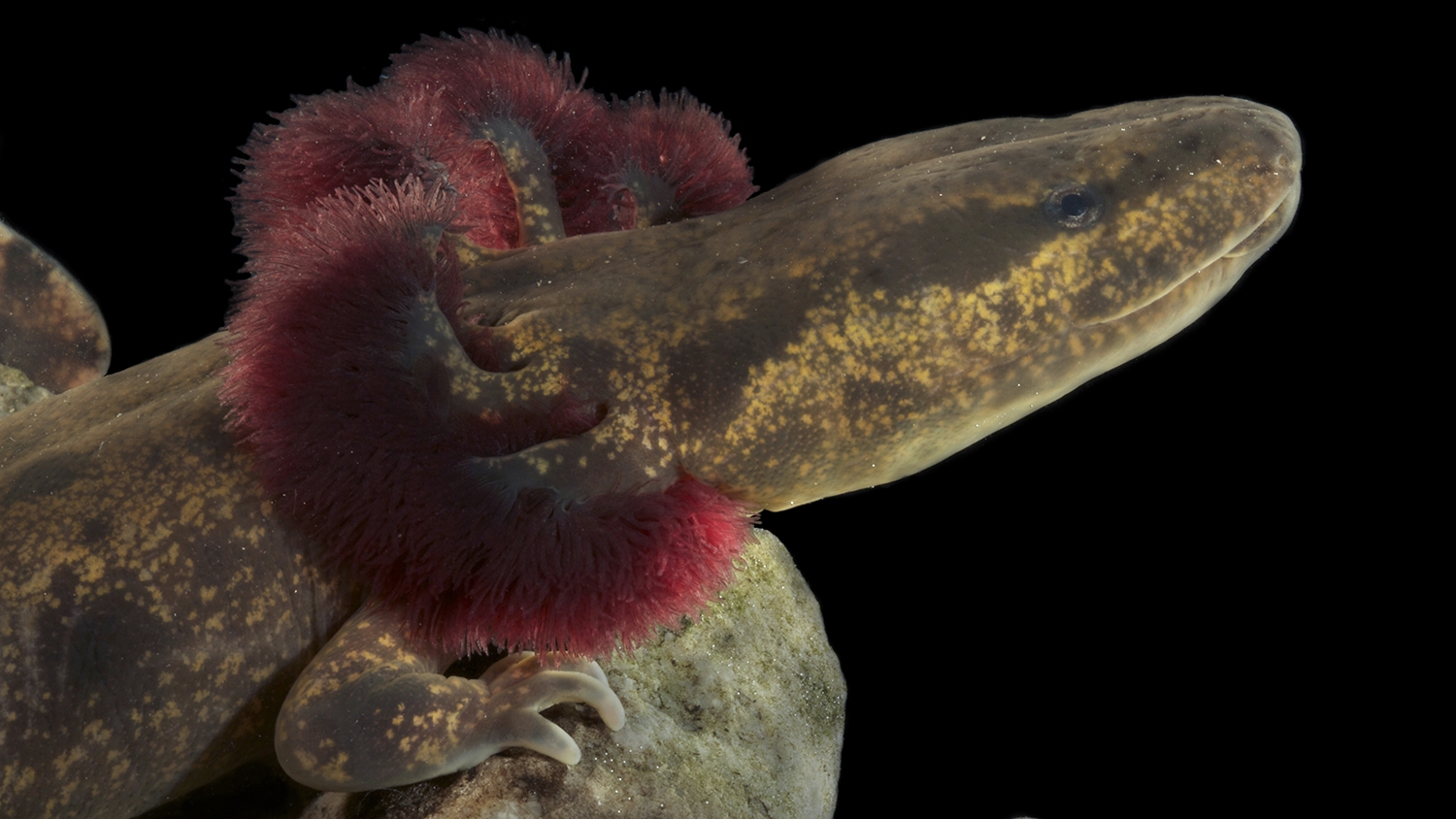 mudpuppy close-up
