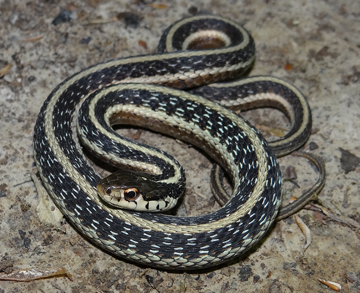 common gartersnake