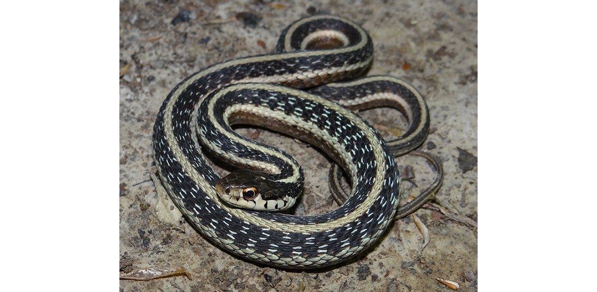 common garden snake