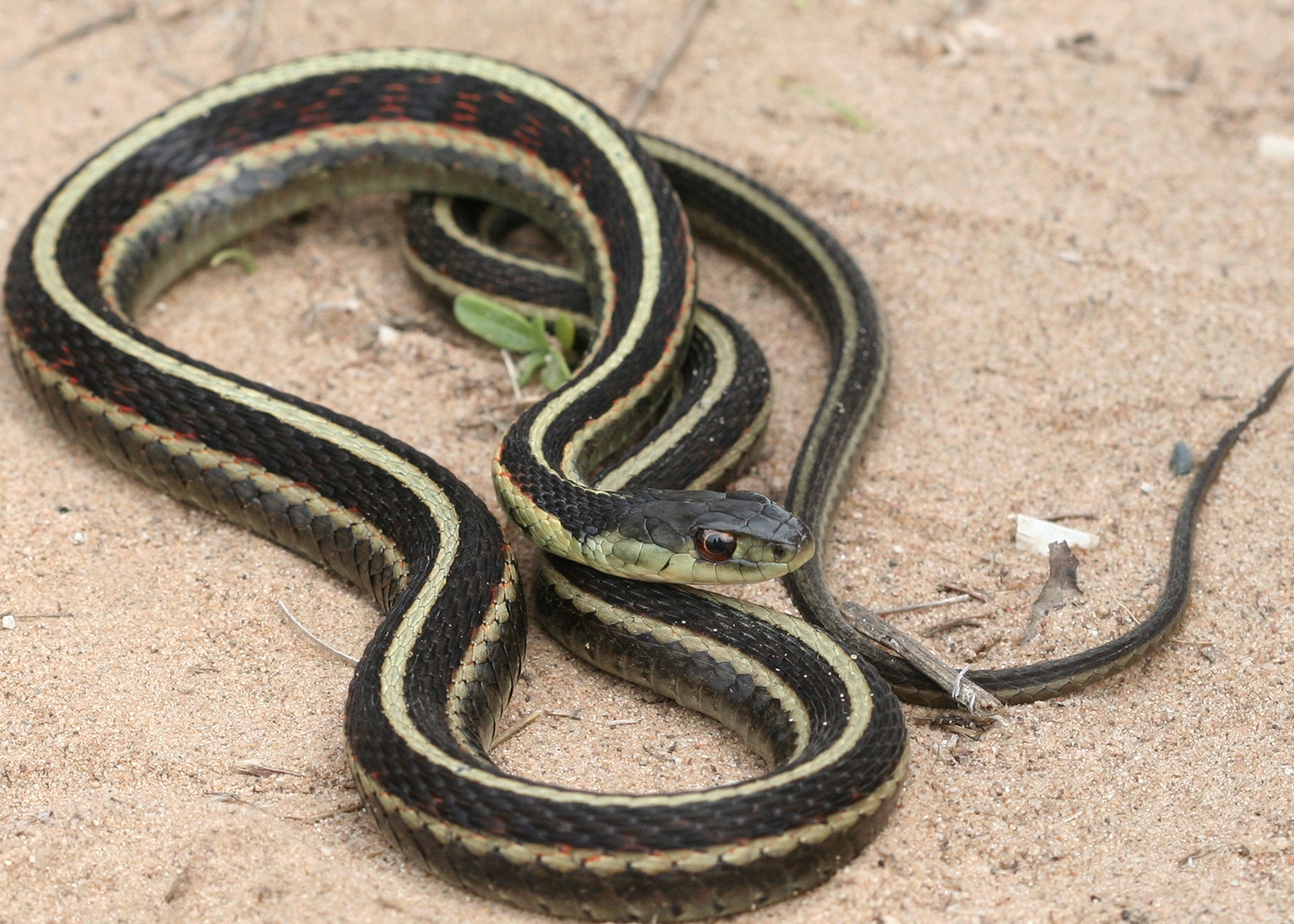 common gartersnake