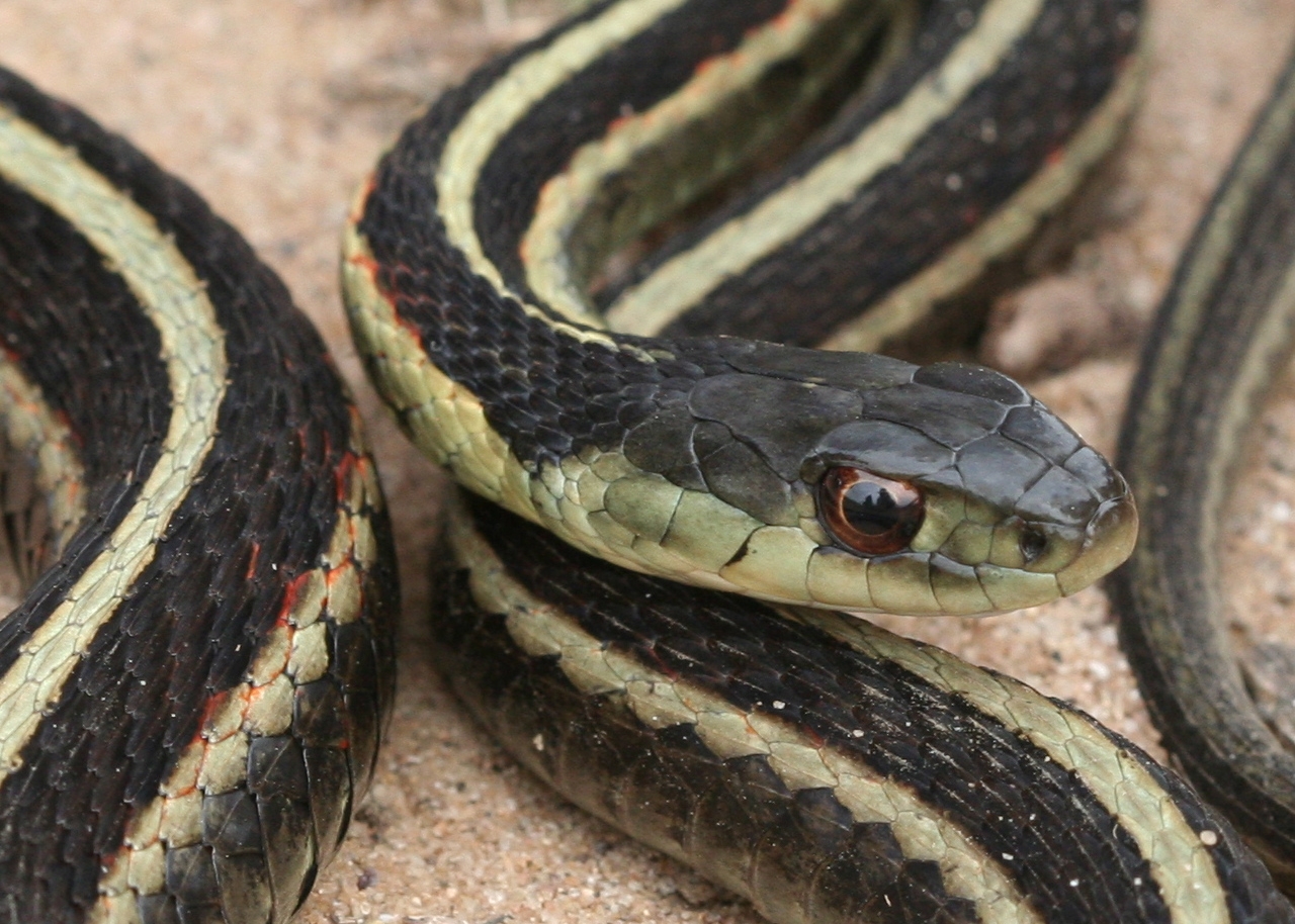 common gartersnake
