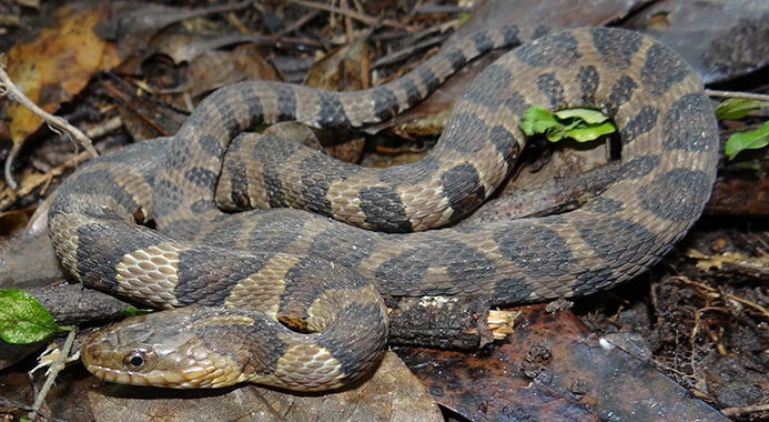 common watersnake