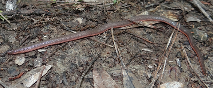 Common Wormsnake